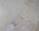 Hibolithes sp. (MONTFORT 1808) - Bild &copy; FossNet FossilienStore